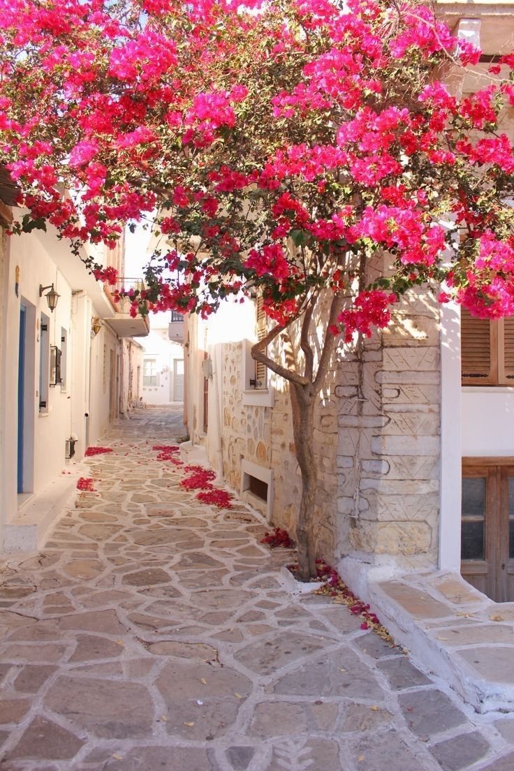 Insights Greece - Growing Bougainvillea, Greece’s Cherished Flower  