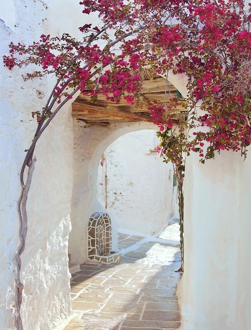 Insights Greece - Growing Bougainvillea, Greece’s Cherished Flower  