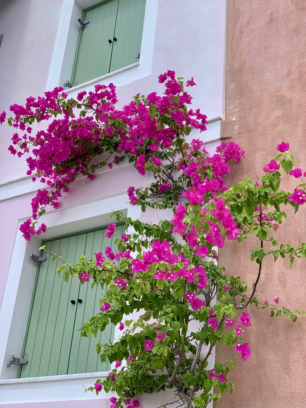 Insights Greece - Growing Bougainvillea, Greece’s Cherished Flower  