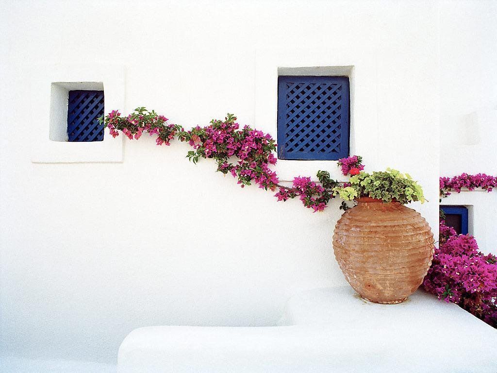 Insights Greece - Growing Bougainvillea, Greece’s Cherished Flower  