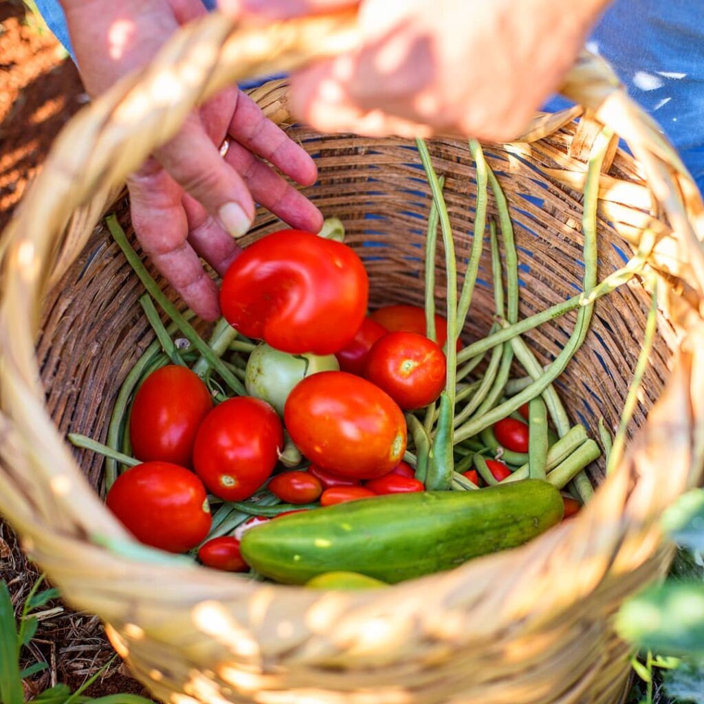 Insights Greece - Live Like a Local at a Village Farm in Crete