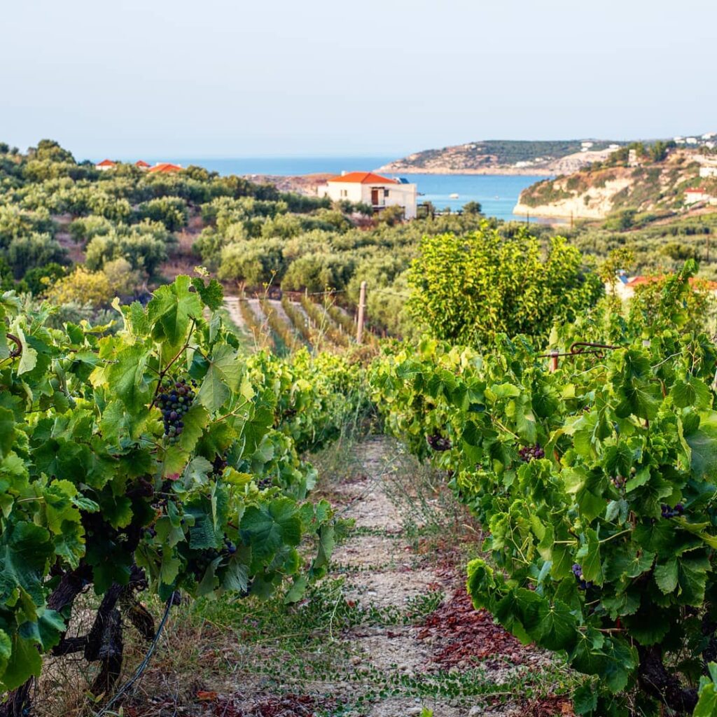 Insights Greece - Live Like a Local at a Village Farm in Crete