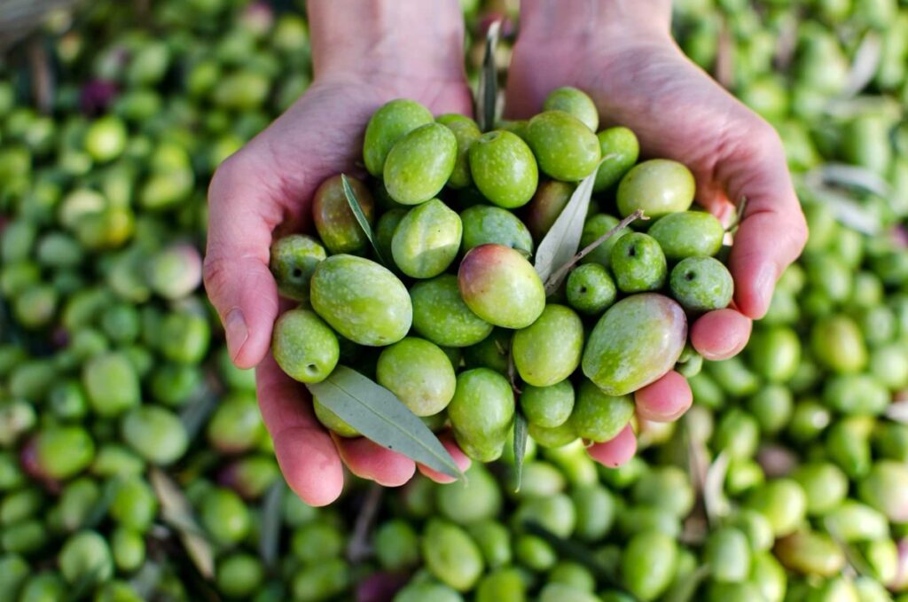 Insights Greece - Delphi, Home to One of the World’s Oldest Olive Groves