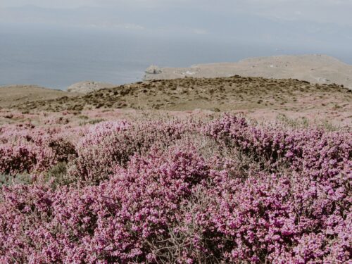 Heather in October